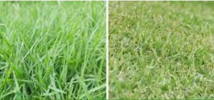 Zoysia Grass Vs Bermuda